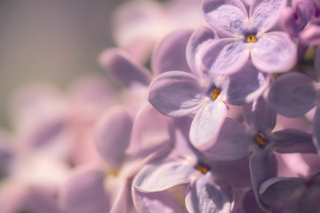Purple flowers of spring lilac. Spring garden