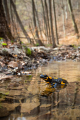 Enchanting fire salamander, salamandra salamandra, resting in shallow water on a sunny day in springtime. Cute wild black animal with yellow or orange spots. Poisonous endemic creature in nature.