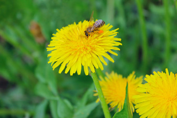 Blurry image of yellow dandelions, green grass and bee. Nature, landscapes concept. Abstract nature background.