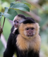 Capuchin monkey