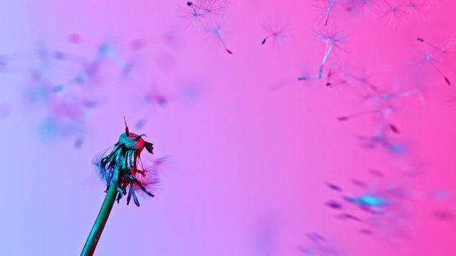 Macro Shot of Dandelion being blown in super slow motion on neon background. Filmed on high speed cinematic camera at 1000 fps.