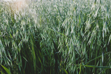 Green rye field closeup.