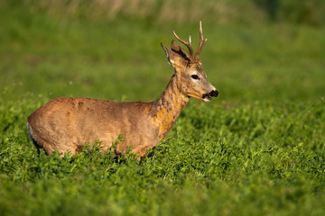 Male roe deer, capreolus capreolus, buck with abnormally deformed antlers chewing on clover field at sunrise. Roebuck grazing at sunrise in the spring morning. Wild animal in nature