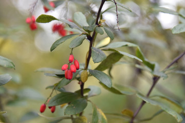 Berries of barberry on branches