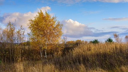 A birch tree with autumn leaves on a meadow at sunset