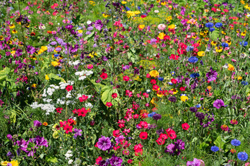 Field of colorful wild flowers in summer