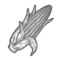 Ripe corn cob with leaves ear of corn hand. Sketch scratch board imitation.