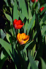 Two tulips on the flowerbed in the park. red and yellow tulips among green leaves