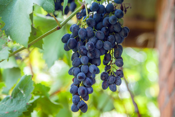 
Close-up of bunches of ripe red wine grapes on vine