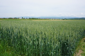 green wheat field