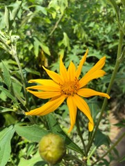 yellow flower in the garden