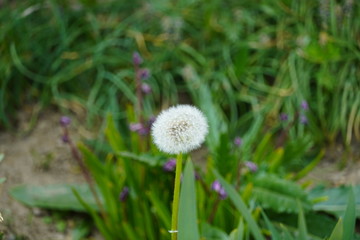 Dandelion , spring flower