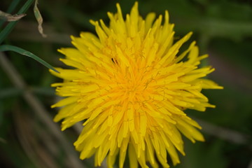 Dandelion , spring flower