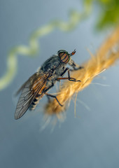 Macrophotography of a horsefly sitting on a rope.