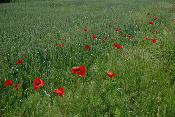 field of red poppies