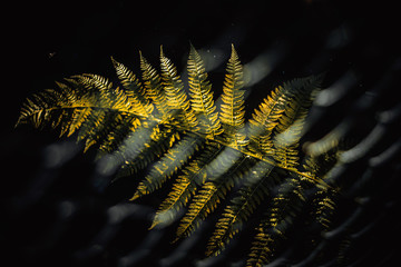 Yellow fern leaf on a clearing in the sunset light on a black background