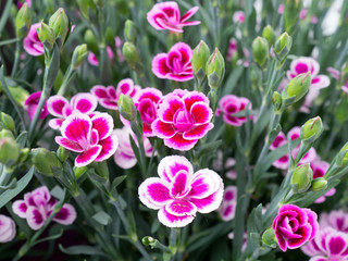 Dianthus blooming in the spring, decorative plant