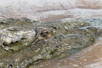 crocodile in the river