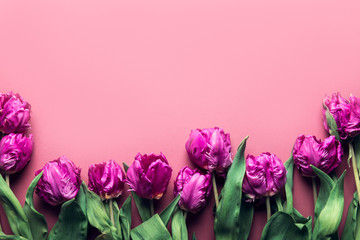 Flat lay with Beautiful Bunch of Peony Style Tulips on the dusty pink background, spring holiday concept, copy space