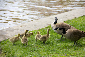 Mother and father Canadian geese with five baby goslings.