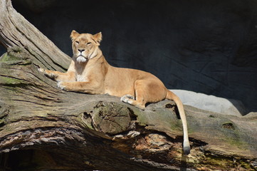 Big lioness