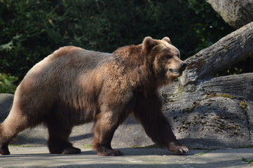 Obraz na płótnie Canvas Big brown bear