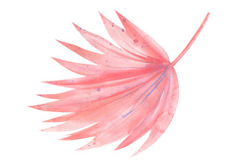 Palm pink leaves on isolated white background,  watercolor illustration, pastel painting, greeting card