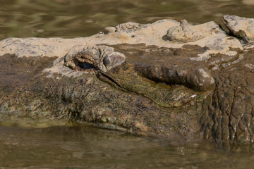 crocodile in the river