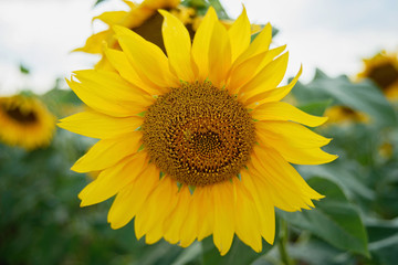 Fototapeta premium Sunflower field with cloudy blue sky. Beautiful summer landscape.