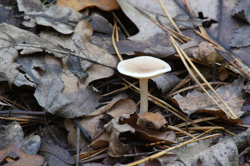  Mushrooms in the autumn forest © moniadk