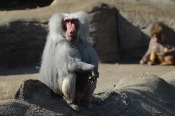 Macaque monkey
