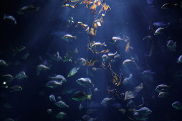 Fototapeta na wymiar Fish in the Oceanogràfic de Valencia