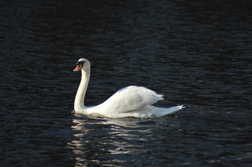 Swan on the lake