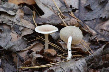 
Mushrooms in the autumn forest