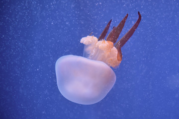 Obraz na płótnie Canvas Jellyfish in the Oceanogràfic de Valencia
