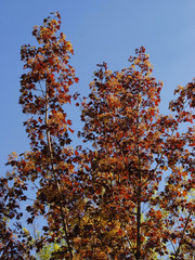 maple tree with fresh foliage at spring