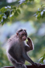 monkey image from kerala wild life 