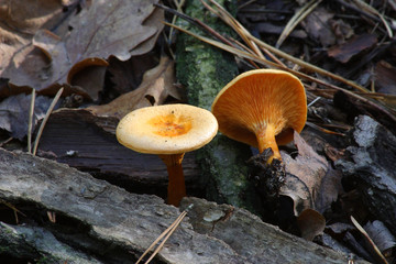 Mushrooms in the autumn forest © moniadk