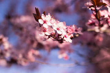 Blossoms on a sunny day. Beautiful spring
