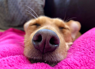 Rudy pies śpi zbliżenie nosa - obrazy, fototapety, plakaty