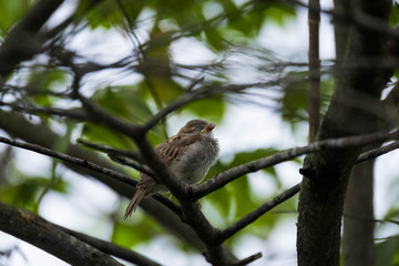 abandon sparrow on a branch during rain season 