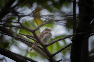 abandon sparrow on a branch during rain season 