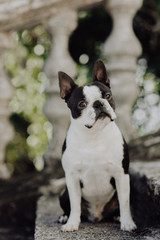 Boston Terrier in the city outdoor