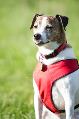 Brown and white dog wearing a red coat and collar.