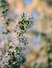 Sakura in full bloom during the COVID-19 outbreak in Western Pennsylvania