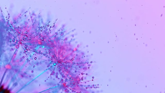 Macro Shot of Dandelion being blown in super slow motion on neon background. Filmed on high speed cinematic camera at 1000 fps.