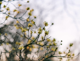 unknown yellow flowers shyly appearing in rural Pennsylvania 