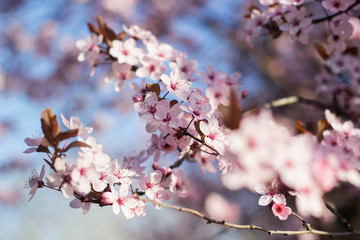 Blossoms on a sunny day. Beautiful spring
