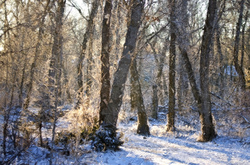 Impressionistic Style Artwork of a Cold Snowy Winter Forest