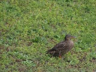 mallard wild duck in the pouring rain